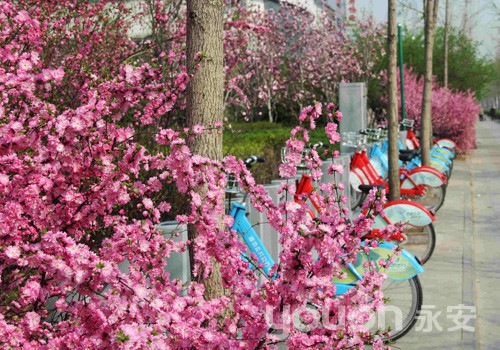 濰坊圍繞市民出行需求  積極應(yīng)對(duì)公共自行車借車高峰